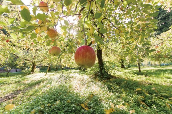 嘉麻市にある九州りんご村になっているりんご