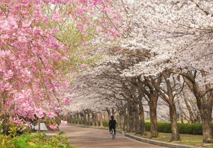 桜が満開を迎えた和らぎの道（七谷川）の遊歩道