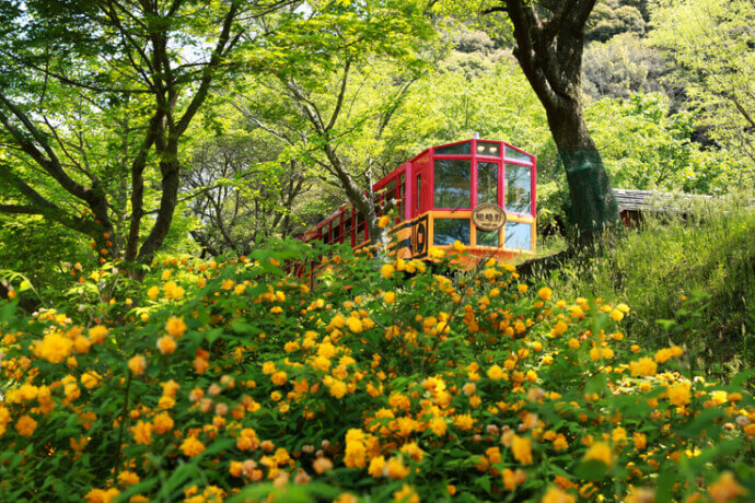 黄色い花の横を走り抜ける嵯峨野トロッコ列車