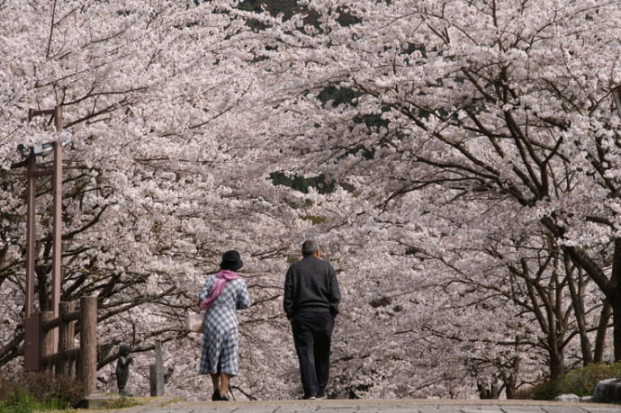 京都府亀岡市にある桜の名所「和らぎの道（七谷川）」