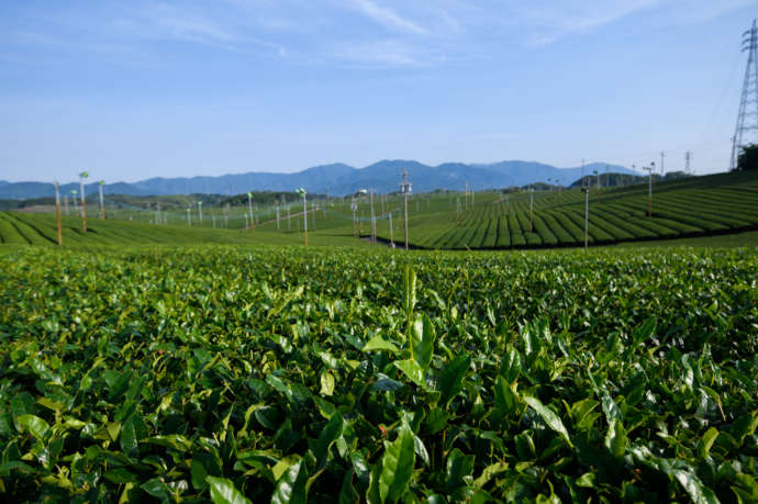 亀山茶を生産している茶畑の様子
