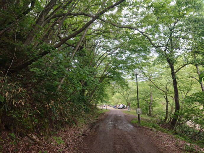 宮城県加美郡加美町の「陶芸の里ゆ～らんどキャンプ場」の周辺にある豊かな木々