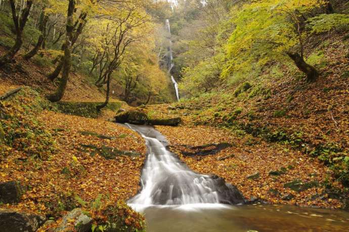日本の滝百選にも選ばれている「猿尾滝」の紅葉時期の様子