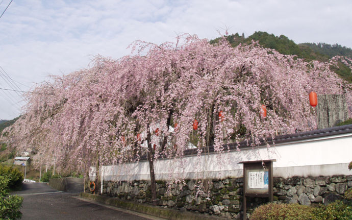 徳島県神山町にある明王寺に咲く桜