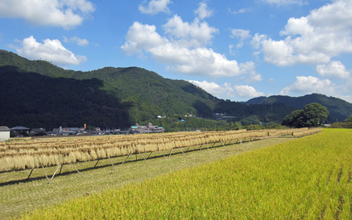 徳島県神山町の9月の田園風景