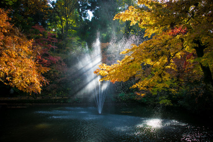 紅葉の中噴水が美しい加茂山公園内の池