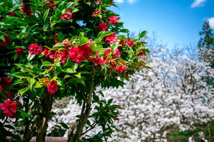 加茂市に咲く雪椿と桜の花
