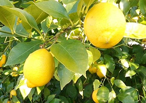 鴨川産のレモン