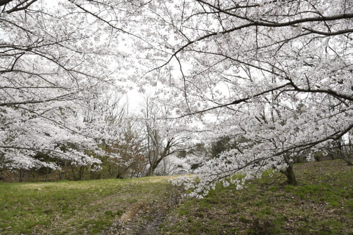 大阪府立近つ飛鳥風土記の丘における桜の風景