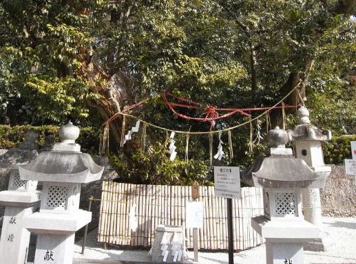 滋賀県大津市にある神田神社の縁結びの木
