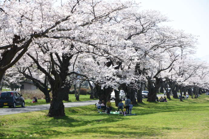 岩手県立農業大学校の満開の桜と町民