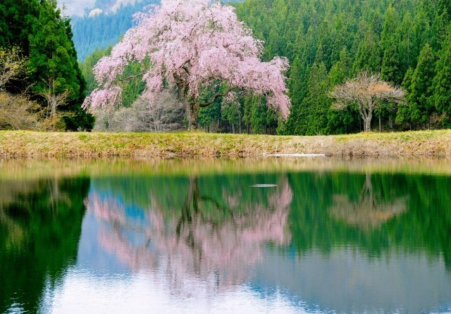 山形県金山町の田屋の一本桜