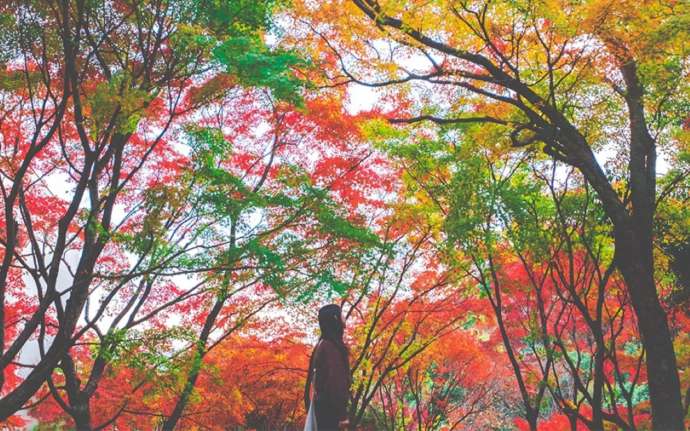 香川県小豆郡小豆島町で運行される「寒霞渓ロープウェイ」沿線の紅葉風景