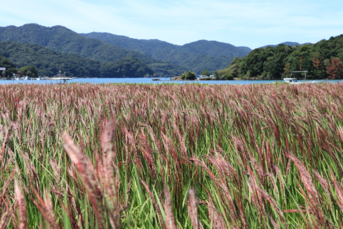 須佐地域で栽培されている赤米