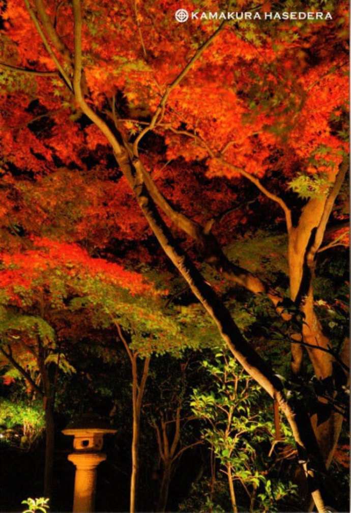 「観音ミュージアム」の秋の紅葉ライトアップ（オリジナルポストカードより）