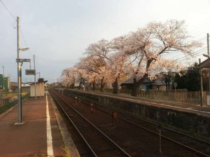 関東鉄道・常総線「黒子駅」の桜