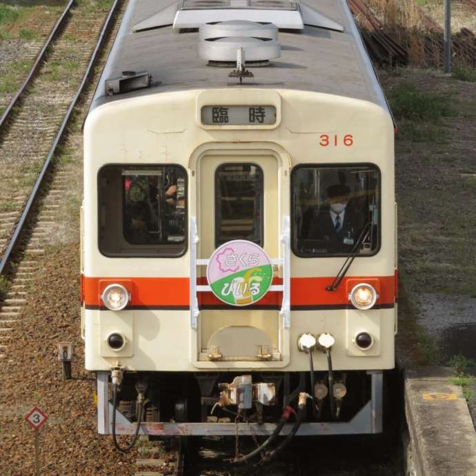 関東鉄道・常総線のお花見列車