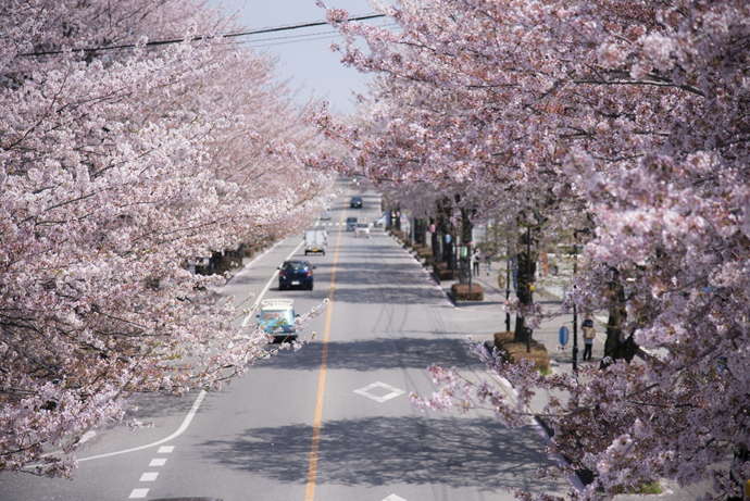鹿沼市のさつき大通りの桜並木