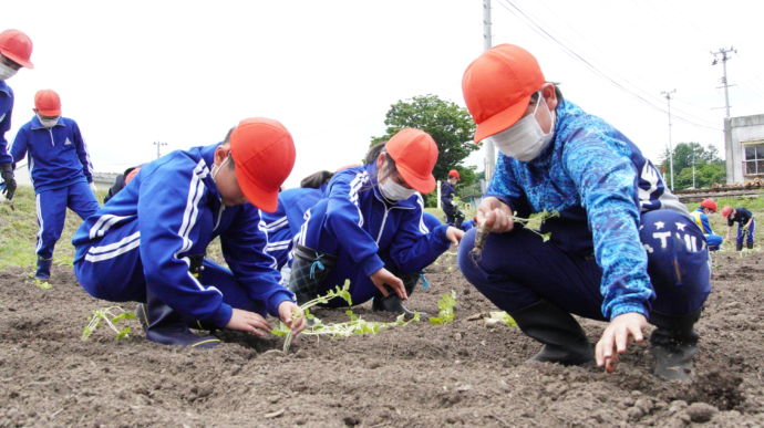 岩手県軽米町の小学校で行われるエゴマ植え体験