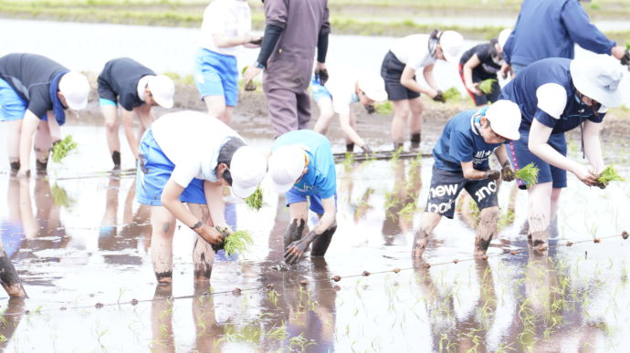 岩手県軽米町の小学校で行われる田植え体験学習
