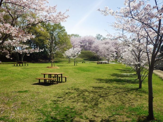 橿原市の新沢千塚古墳群公園の桜が咲いている