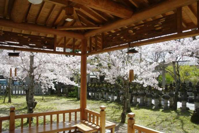 鹿嶋神社の境内に咲くサクラ