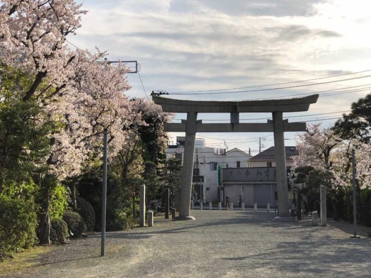 諏訪神社の桜模様の境内