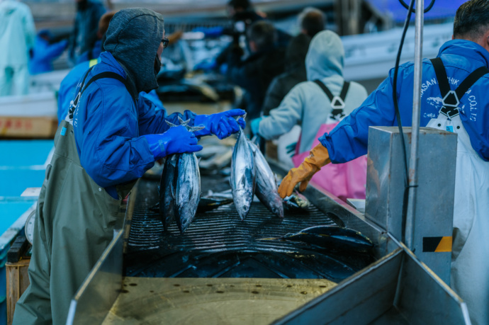 勝浦市の漁業