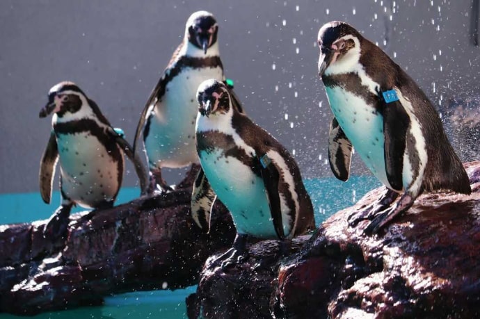 岩場に佇む桂浜水族館のペンギンたち