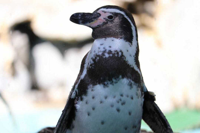 桂浜水族館で会える可愛いペンギン