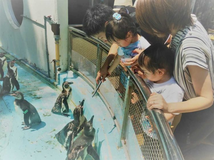 桂浜水族館のペンギンにエサをあげる家族連れ