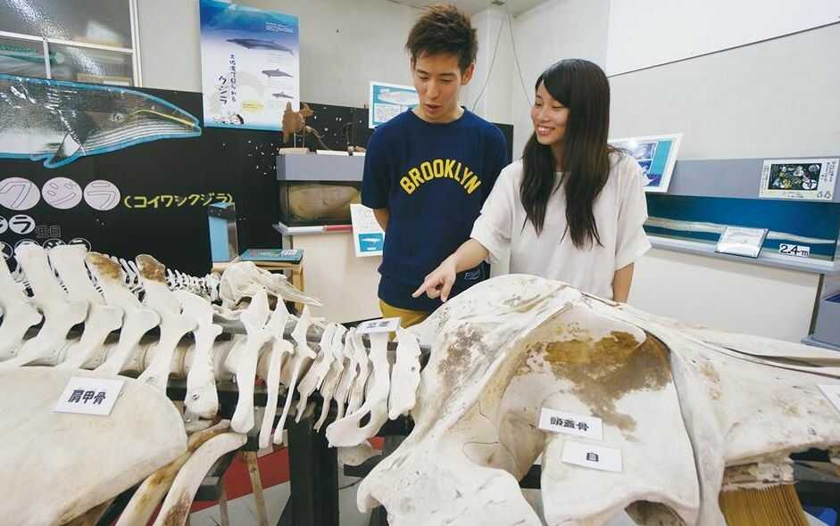 骨格標本に触れる桂浜水族館のほねほねるーむ