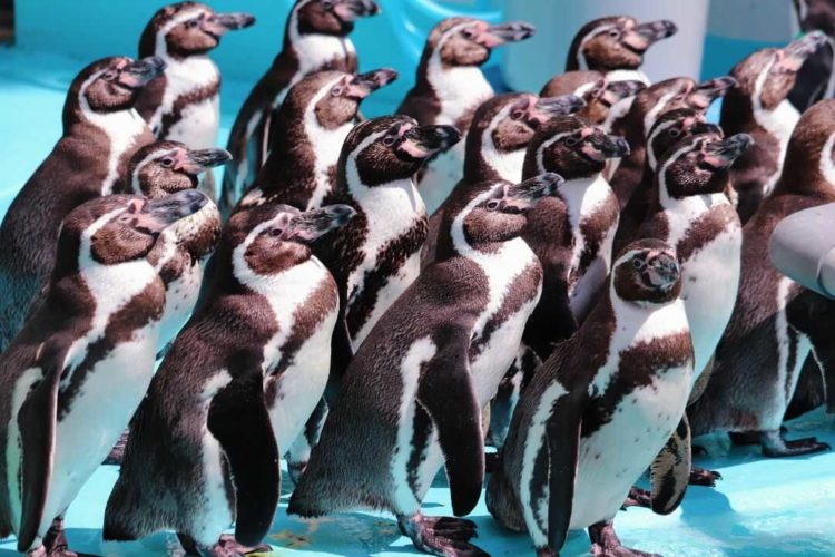 桂浜水族館のペンギン団地にいるペンギンたち