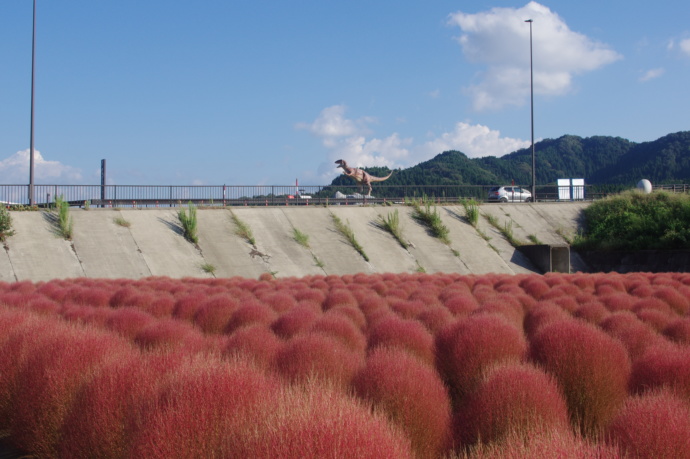 勝山市に咲くコキア