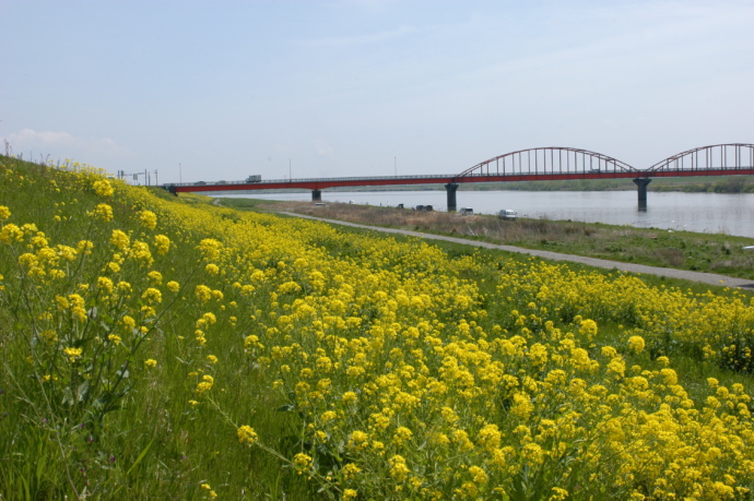 利根川の河川敷一面に菜の花が咲いている