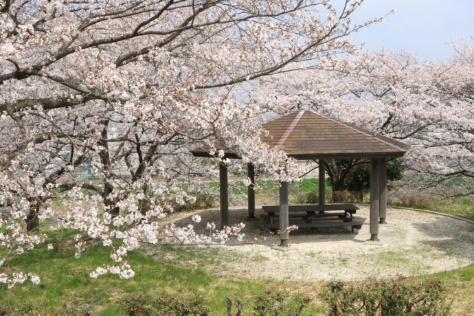 川島町の桜の風景