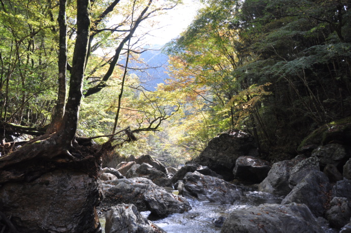 奈良県川上村にある原生林の写真