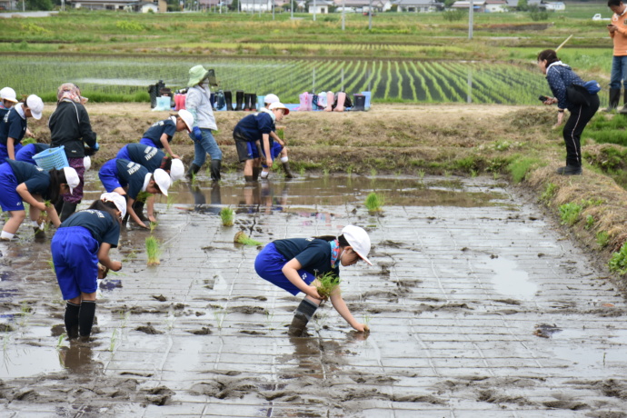 福島県川内村で田植え体験をする小学生たち