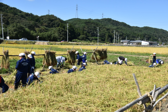 福島県川内村で稲刈り体験をする小学生たち