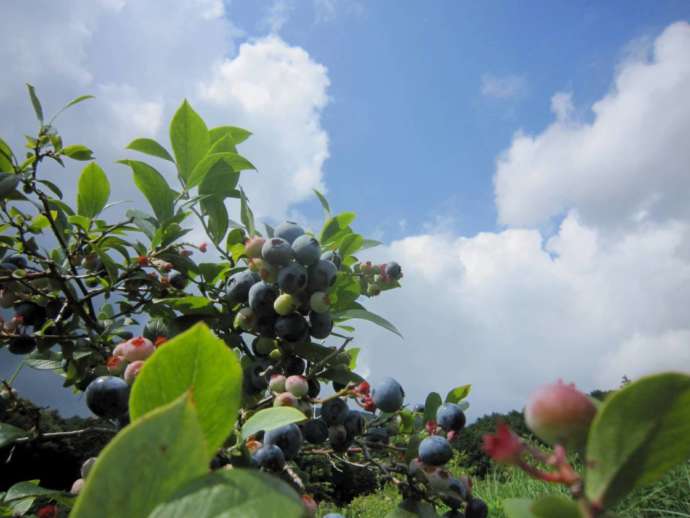 河津町で栽培されているブルーベリー