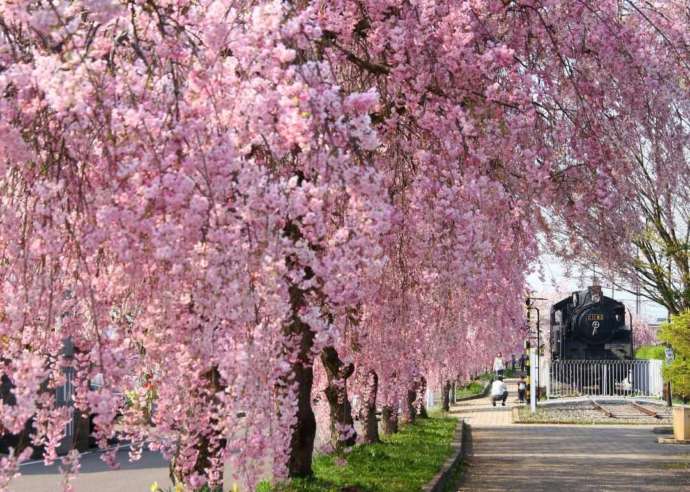 「旧日中線跡」で開花する枝垂れ桜