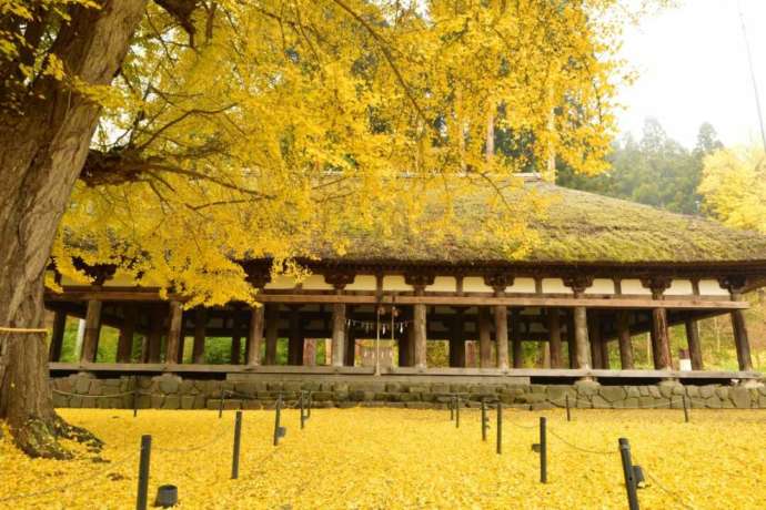 「新宮熊野神社」境内の長床と紅葉した大銀杏（いちょう）