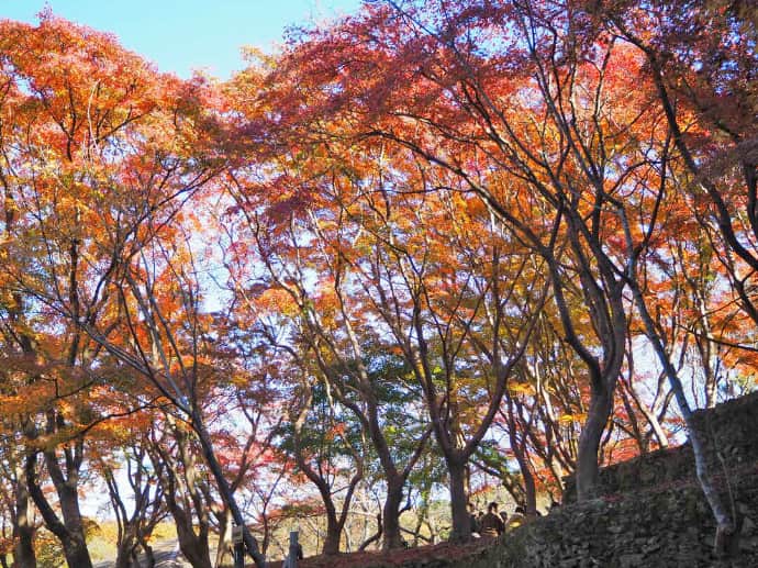 秋の和歌山県立紀伊風土記の丘