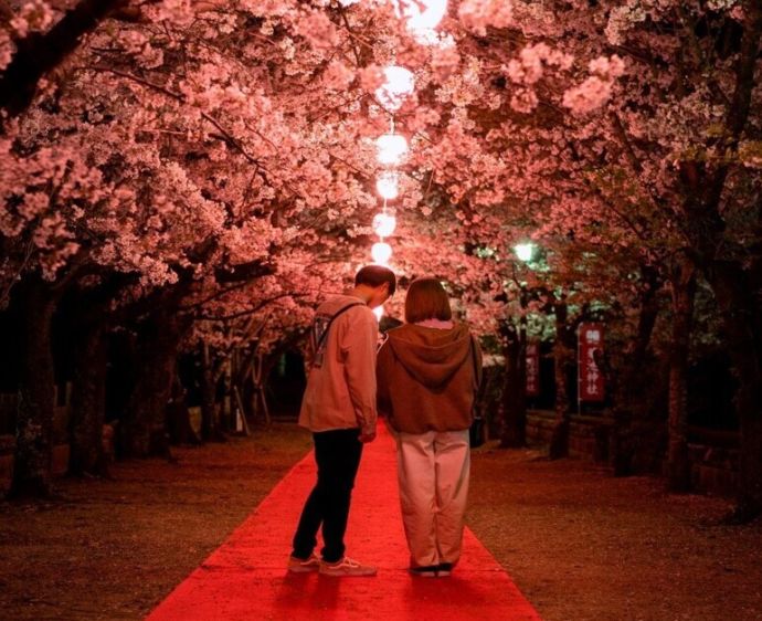 「きくち桜まつり」の夜桜ライトアップの様子