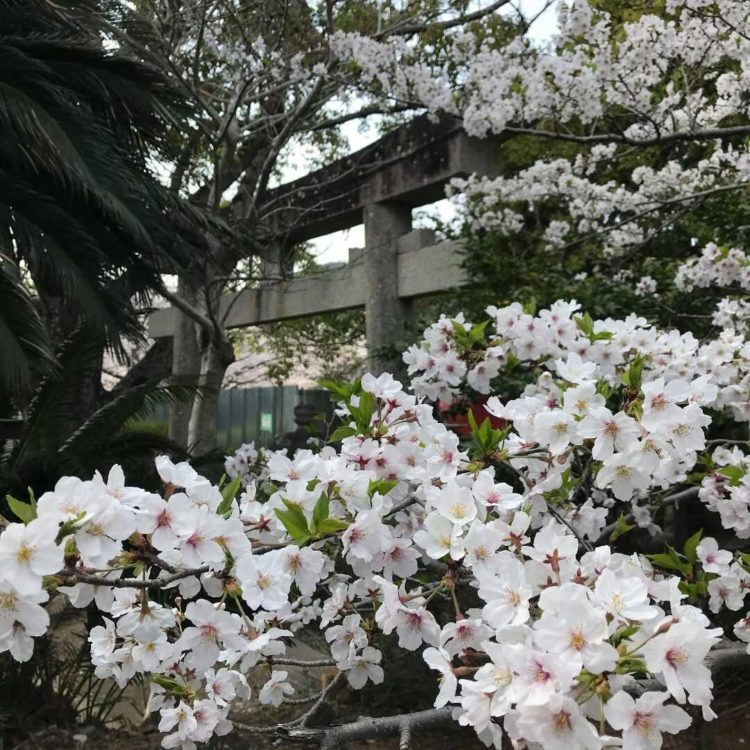 徳島県小松島市にある金長神社の春の様子