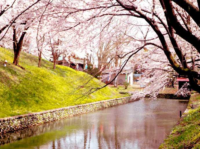 金峯神社の桜に包まれる春の境内
