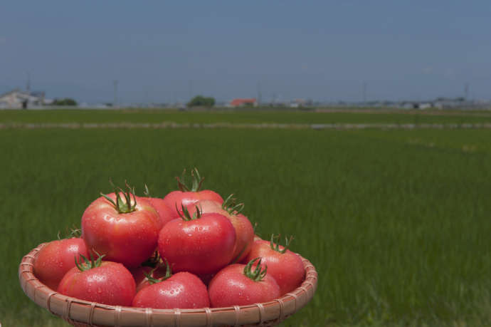 木曽岬町特産品のトマト