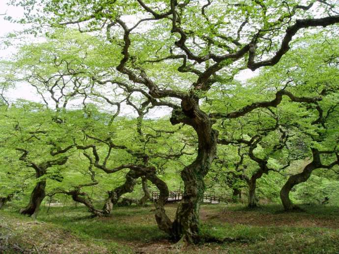枝がグネグネと曲がりくねる北広島町のテングシデ