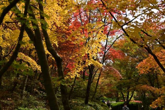 詩歌の森公園の紅葉