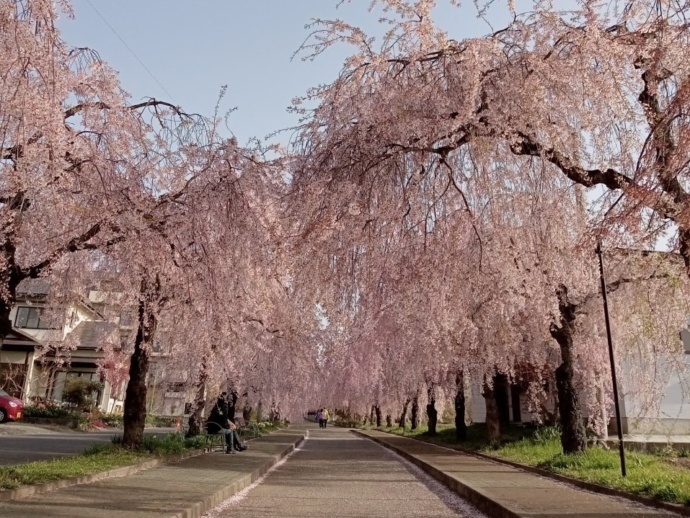 喜多方市に咲くしだれ桜の並木道